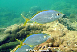 Bar Jack on the Inside Reef at Lauderdale by the Sea. by Michael Kovach 